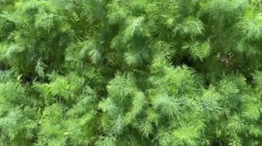 Genç dereotları tarlada yetişiyor.