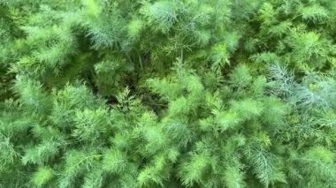 Tarlada yetişen genç dereotlarından oluşan sıralar.