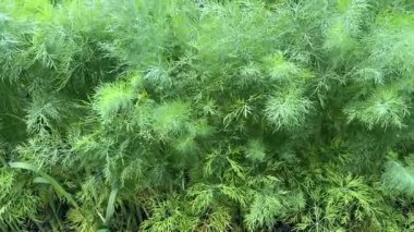 Yakın planda yetişen genç dereotları.