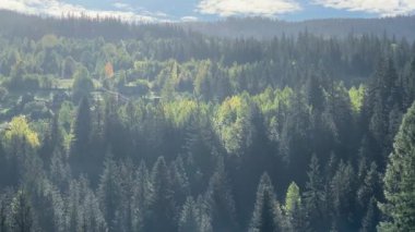 Güneşli bir sabahta dağ sırtı ormanla kaplandı.