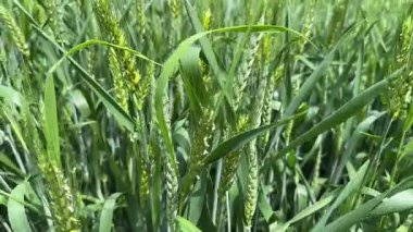 Yeşil buğday kulakları tarlada çiçek açma sahnesinde