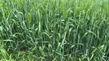 Yeşil buğday, bulutlu bir günde tarlada çiçek açarken