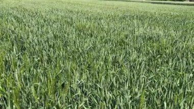 Yeşil buğday tarlası güneşli bir günde çiçek açarken