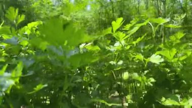 Güneşli bir günde tarlada maydanoz yetişiyor.