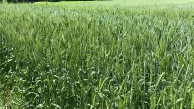 Yeşil buğday tarlası güneşli bir günde çiçek açarken