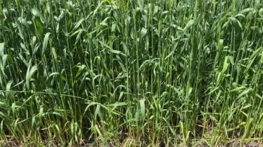 Güneşli bir günde tarlada çiçek açan yeşil buğday.