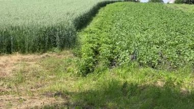 Bitişikteki iki yeşil buğday ve patates tarlasının sınırı