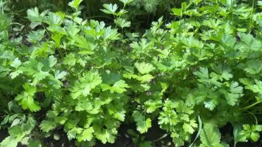 Güneşli bir günde tarlada genç maydanoz ve dereotu sıraları