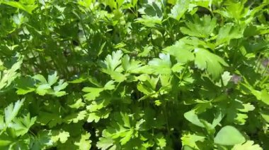 Güneşli bir günde tarlada genç maydanoz ve dereotu sıraları