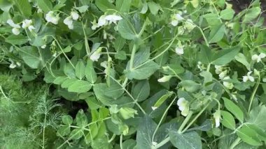 Sahada taze bezelye bitkileri, yakın plan.