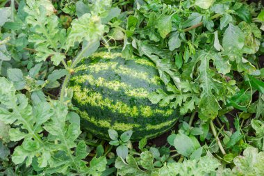 Koyu yeşil çizgili karpuz, bulutlu yağmurlu bir sabahta, bir tarlanın gövdesi arasında çiğ tanesiyle kaplıdır.