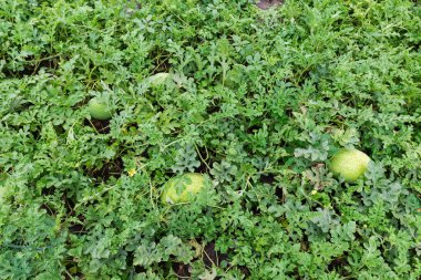 Tomurcuklanan karpuz bitkilerinin küçük taze açık yeşil benekli meyveleri bulutlu bir sabahta toprağın arka planında.