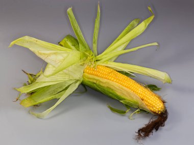 Taze koparılmış taze mısırın çiğ kulağı kısmen yeşil kabuklarından soyulmuş gri bir arka planda