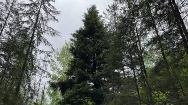 High white fir in a mountain forest in overcast day