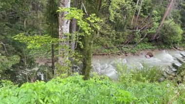 Mountain river with forest on banks in spring rainy day
