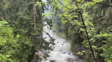 Mountain river with forest on banks in spring rainy day
