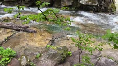 Mountain stream with rocky bank, hanging hornbeam branch on foreground