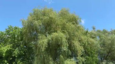 Old willow top with branches swinging from the strong wind