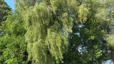 Old willow top with branches swinging from the strong wind