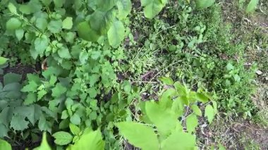 Branches of field elm with fresh leaves in overcast morning