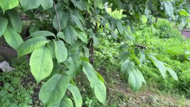 Branches of field elm with fresh leaves in overcast morning