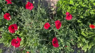 Bush of blooming poppy in sunny summer day, top view