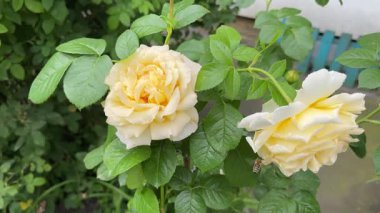 Yellow flowers of garden rose in overcast windy day