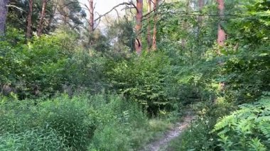 Forest with high pines against clear sky in sunny day