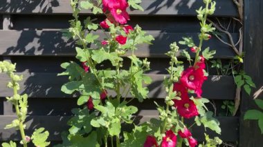 Stems of the hollyhock with red flowers against wooden fence