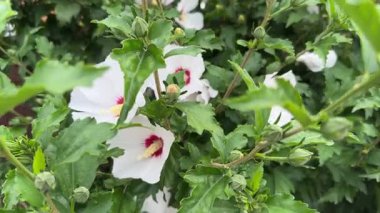 Bush of Hibiscus syriacus with white flowers in overcast weather