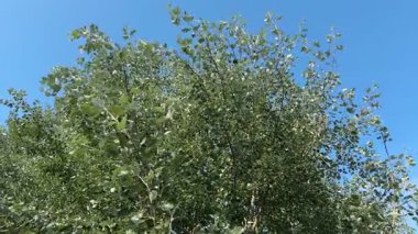 Top of white poplar trees against sky in sunny day