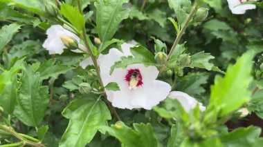 White flowers of Hibiscus syriacus close-up in overcast weather