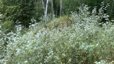 Aspens and birches with young growth on foreground in forest