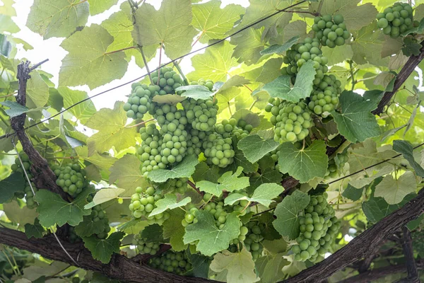 Een Prachtige Groene Textuur Van Wijnstok Plant Zonnige Dag — Stockfoto
