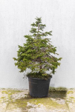 Küçük yeşil ladin beyaz duvar arka planında siyah bir tencerede. Dikey