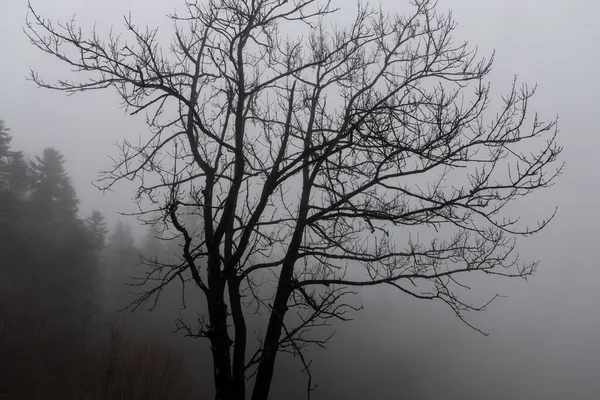 Der Eine Laubbaum Ohne Blätter Steht Herbst Nebel Wald — Stockfoto