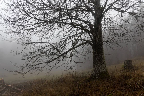 Одне Листяне Дерево Листя Восени Лісі Тумані — стокове фото