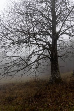 Yaprakları olmayan tek yaprak döken ağaç sonbaharda sisli bir ormandadır. Dikey