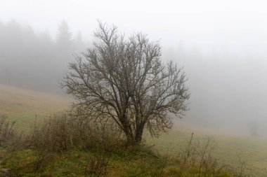 Yaprakları olmayan tek yaprak döken ağaç sonbaharda sisli bir ormandadır.