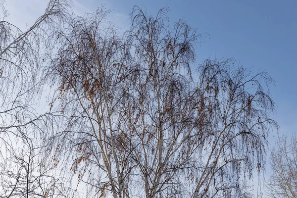 紅葉のない白鳥の群れは 秋の公園の青空を背景にしている — ストック写真