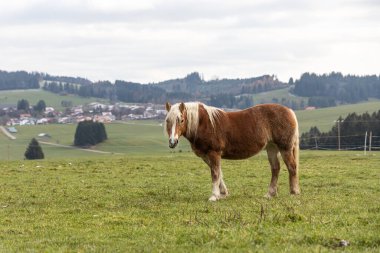 Güzel kırmızı bir at bulutlu bir günde tepelerin arka planında