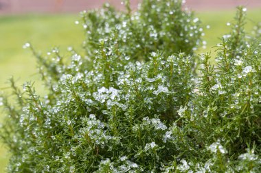 Sonbaharda beyaz karlı, açık yeşil Santolina dalları.