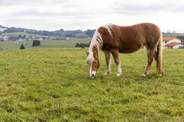 Güzel kırmızı bir at bulutlu bir günde tepelerin arka planında