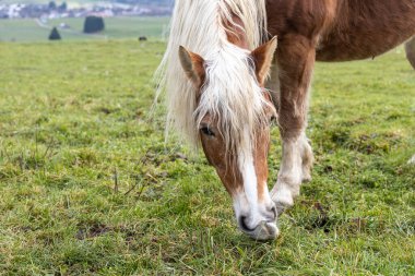 Güzel kırmızı bir at bulutlu bir günde tepelerin arka planında