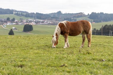 Güzel kırmızı bir at bulutlu bir günde tepelerin arka planında