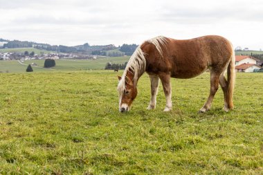 Güzel kırmızı bir at bulutlu bir günde tepelerin arka planında