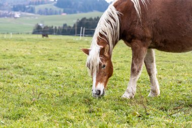 Güzel kırmızı bir at bulutlu bir günde tepelerin arka planında