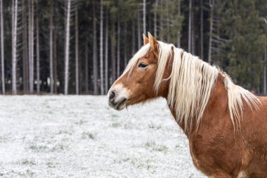 Güzel kırmızı bir at bulutlu bir kış gününde tepelerin arka planında