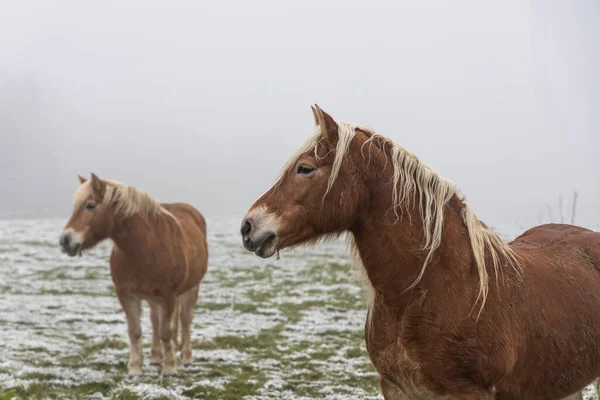 Пара Красивых Красных Лошадей Фоне Холмов Облачный Зимний День — стоковое фото