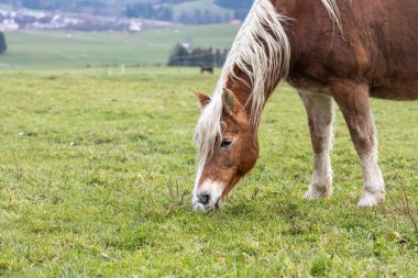 Güzel kırmızı bir at bulutlu bir günde tepelerin arka planında